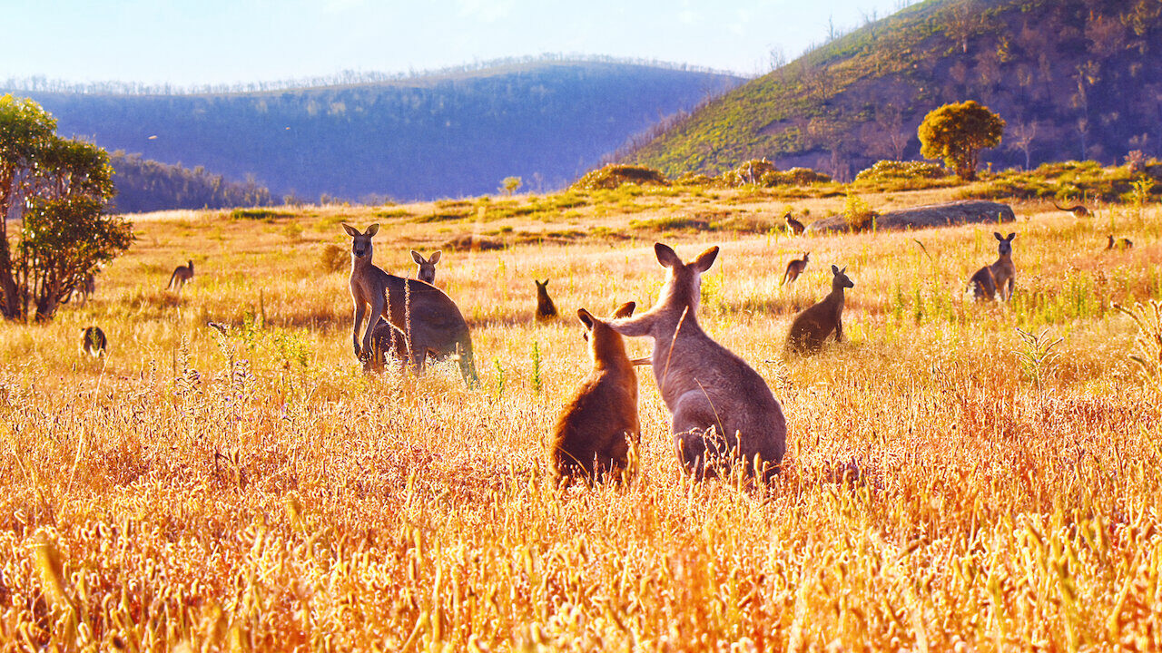 Poster of Thung lũng kangaroo