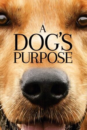 Xem phim Mục Đích Sống Của Một Chú Chó  - A Dogs Purpose (2017)